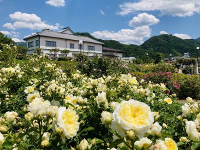 信州中野一本木公園の「なかのバラ祭り」へ