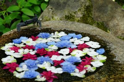 紫陽花咲く初夏の鎌倉へ