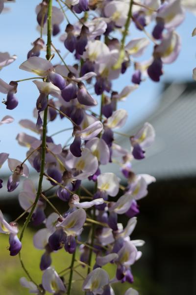 藤よ聴いてくれ 鳥取 住雲寺