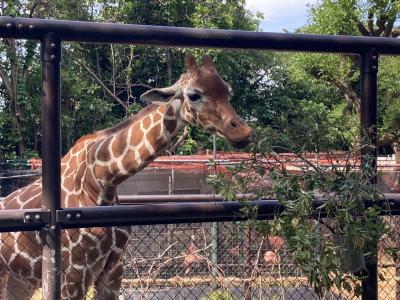 韓国料金と野毛山動物の旅