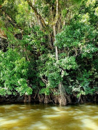 恐竜達も見ていた景色。　世界最古の熱帯雨林で、ジャングルクルーズ！