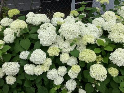 都内にもあった！都民のお散歩♪♪見事な紫陽花！！