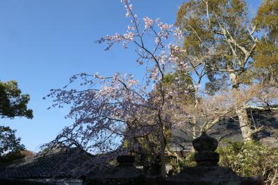 春のいざいざ奈良旅♪　Vol.270　奈良の美しい朝散歩：春日大社♪