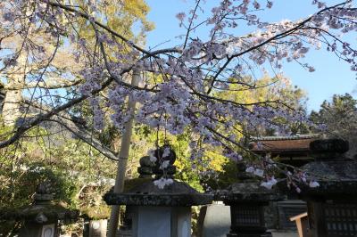 春のいざいざ奈良旅♪　Vol.271　奈良の美しい朝散歩：春日大社♪