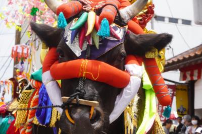 壬生の花田植えとついでに神楽の日～年に一度の晴れの舞台。派手な飾りの黒牛が田植え作業に花を添え、サンバイ以下大勢の田楽団と賑やかな共演です～