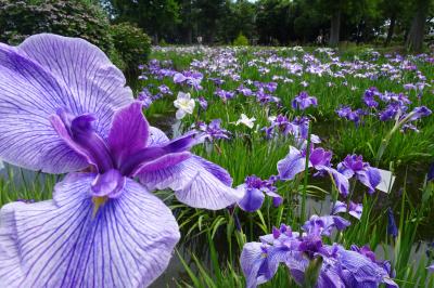 2023葛飾菖蒲まつり　水元公園