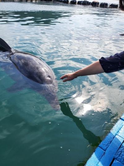 中国地方＆四国の旅～8日目　イルカが近い　日本ドルフィンセンター
