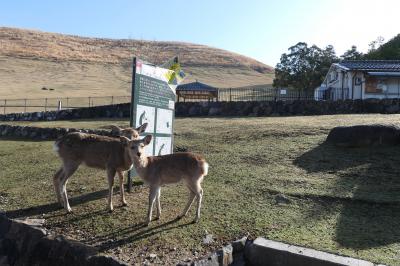 春のいざいざ奈良旅♪　Vol.275　奈良の美しい朝散歩：若草山♪
