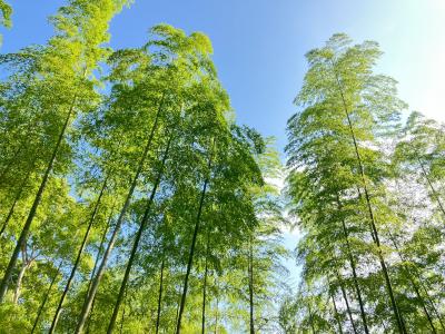 2023.6.7 水 京都 清水寺周辺 京都駅