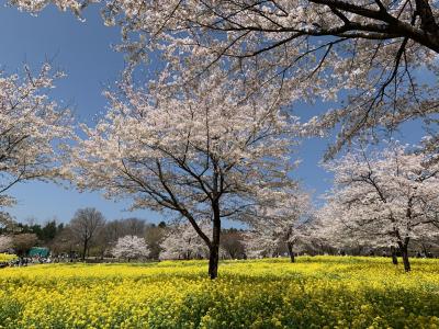 群馬に桜巡りドライブ、お切り込みも美味かったです