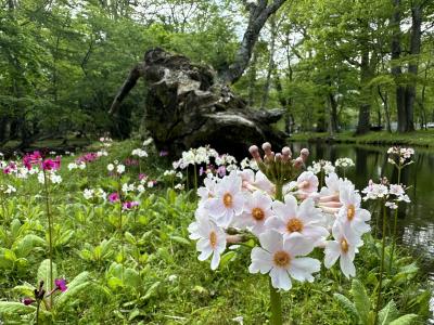 新緑の奥日光、ズミは散ってもクリンソウがお出迎え