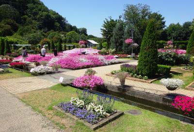 あしかがフラワーパークで花を見る