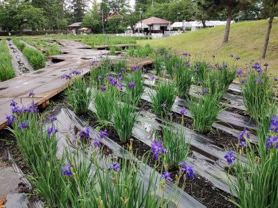 浅舞公園のあやめまつり