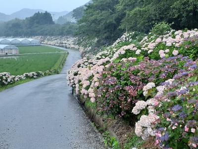 雨の「のいちあじさい街道」