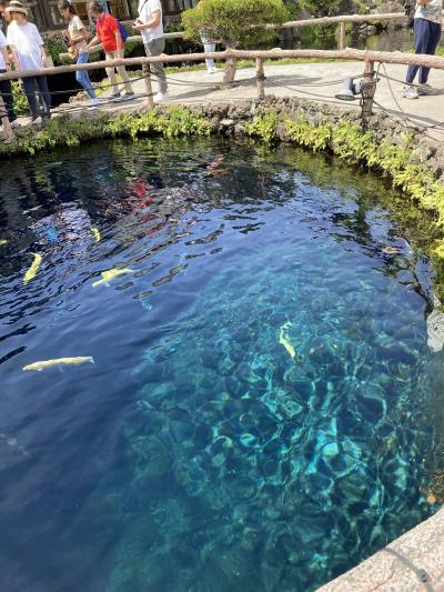 フルムーン夫婦旅初心者☆山梨へ行く①　忍野八海のすばらしさに驚く