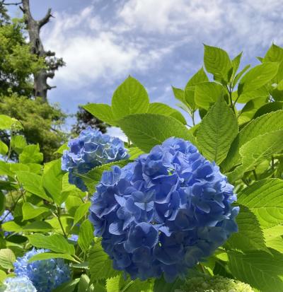 2023年6月　北鎌倉散策　～明月院・東慶寺・浄智寺～