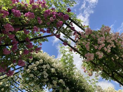 森の京都 京北でピザランチ＆六ヶ畔・花簾庭でバラを愛でる