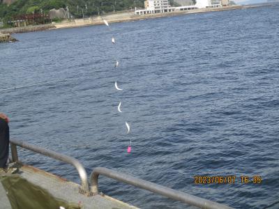 豊浜釣り桟橋６月　豆アジ小サバが入れ食い