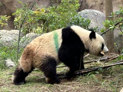 2023パンダ鑑賞記録☆HAPPYPANDAFULDAYSで懲りずにパンダグッズに散財☆上野動物園