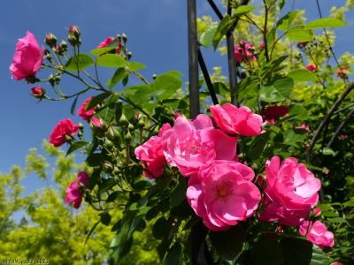 「エアリスの小さな森公園」のバラ_2023_5月5日には、３～４割咲き進んでいました（太田市）