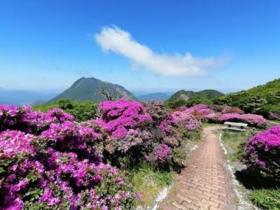 ’２３　大分温泉旅５　鶴見岳のミヤマキリシマ②（鶴見岳登山＆山頂周辺散策）