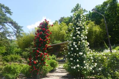 ☆バラの香りに誘われて☆　２０２３年６月　絶景かな！東沢バラ公園（山形県村山市）