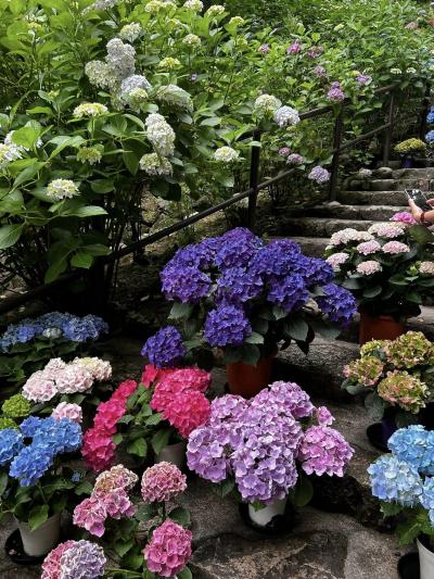 紫陽花は色とりどりで～奈良・長谷寺～