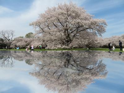 昭和記念公園♪～２０２３・春～