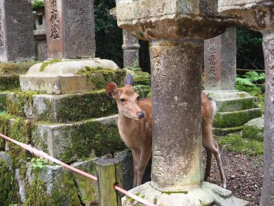 奈良です。早めの夏休み、満喫！