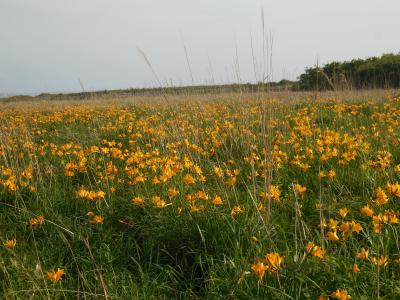 北の花だより