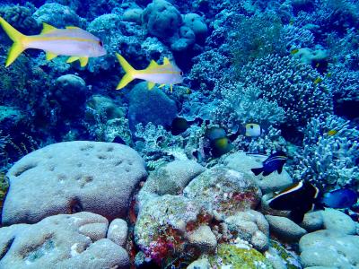 タイさんのインドネシアの旅50日目(2023/6/8)トメア島2日目 ワカトビ国立公園 南スラウエシ