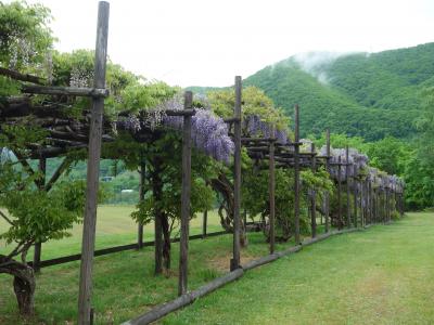 平和山公園の「まるせっぷ藤園」では，藤の花の真っ盛り。すばらしいところです。