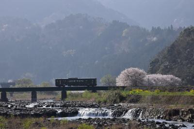 朝の日差しを浴びる春の若桜鉄道風景2021～徳丸ドンドと勘右衛門土手桜～（鳥取）