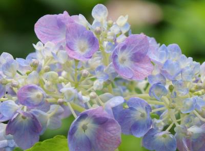 2023年紫陽花開花情報&#9825;三室戸寺