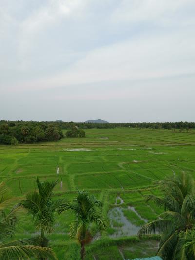スリランカ2023･･･（2）アヌラーダプラ（前半）　安宿だけどライスフィールドの眺め抜群