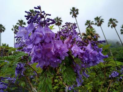 ツアーを利用して世界三大花木「ジャカランダ」の花を見に行く②～青島神社・ジャカランダ群生林～