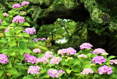 もっと、ザブーン彡を*大洗磯前神社からの～　　日本三名爆*袋田の滝*岩に染み入る滝の音.*