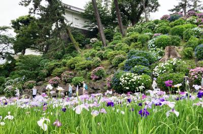 紫陽花を見に箱根・小田原へ