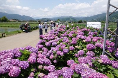 開成町あじさいの里 ＋ あしがり里瀬戸屋敷