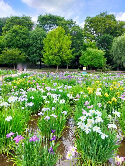 ☆ 旅行支援 割引 ラストの6月 ☆ 北山公園 多摩湖　狭山ベース