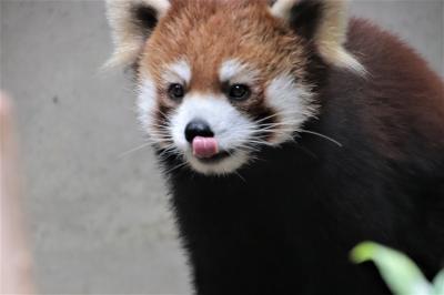 イベントが全復活した埼玉こども動物自然公園（前編）コアラのクインちゃんに献花＆久しぶりのレッサーパンダのおはなしやペンギンの食事シーンほか
