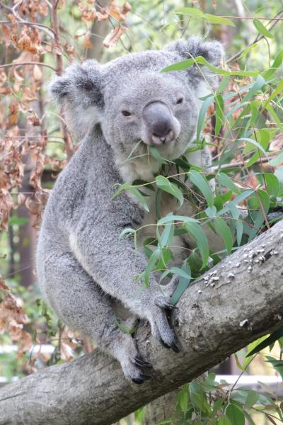 イベントが全復活した埼玉こども動物自然公園（後編）ジンベラン・ベビーには会えず～久しぶりのモルモットのお帰り橋とピリーくんの屋外での食事ほか