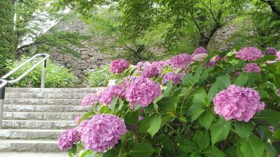2023年6月久しぶりの甲府観光、紫陽花の綺麗な お寺に舞鶴城 観光施設も豊富で温泉入ってゆっくり！