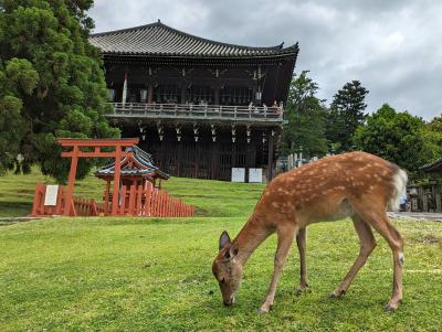 おひとり様 奈良6泊7日の旅 2023⑤ 東大寺・春日大社