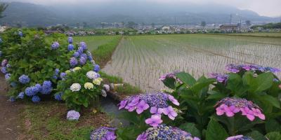 2023.6.10 梅雨の隙間に開成町あじさいまつり。