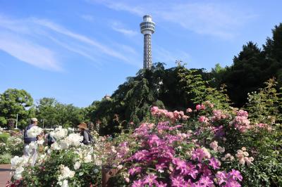 バラ鑑賞　横浜市【山下公園】5月/2023