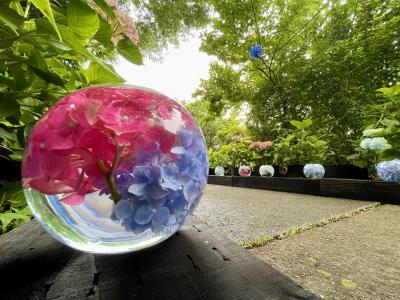 紫陽花の咲き始め頃に　紫陽花ボールを見に般若寺へ