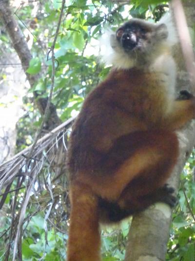 (50)2023年9月(7)マダガスカル(ノシベｰロコベ全面自然保護区ｰカヌーと野生動物(クロキツネザル ミクロヒメカメレオン 大蛇等)