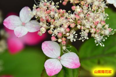 2023年　四季の森の「アジサイの丘」へ。