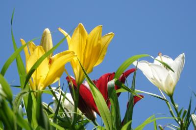 久し振りの可睡ユリ園 紫陽花が領土拡大してた